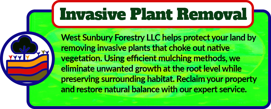 West Sunbury Forestry Mulching helps protect your land by removing invasive plants that choke out native vegetation. Using efficient mulching methods, we eliminate unwanted growth at the root level while preserving surrounding habitat. Reclaim your property and restore natural balance with our expert service.