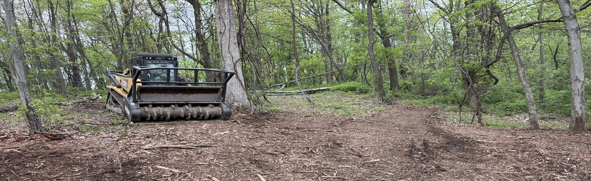 forest cleaner in butler